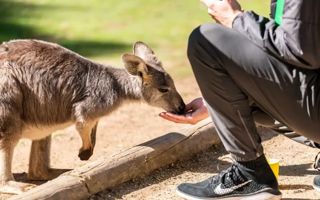 Khám phá thế giới thiên nhiên hoang dã tại đảo Kangaroo - Úc